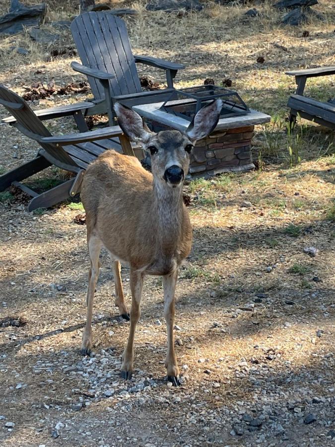 Yosemite Escapes - Pine Mountain Lake Groveland Esterno foto